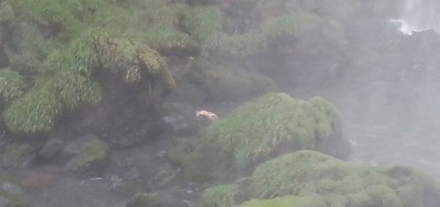 Hallaron muerto en las Cataratas a un docente acusado de abuso sexual