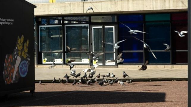 Palomas en el microcentro