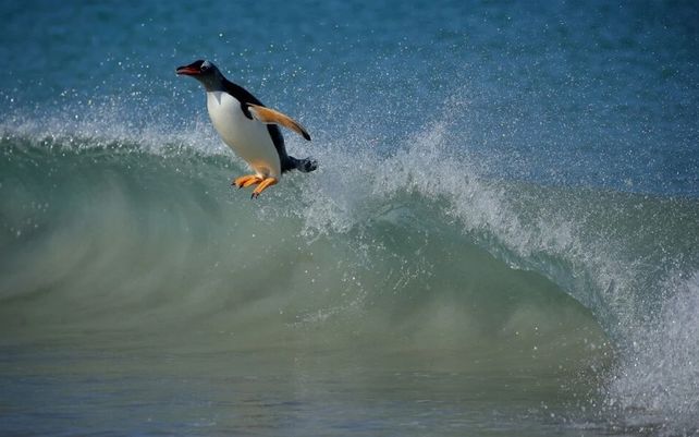 Pingüino papúa