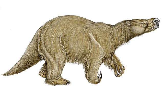 Encuentran restos fósiles de una especie de perezoso hasta ahora desconocida