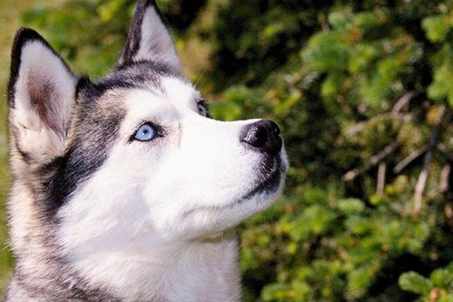 Los tres animales más inteligentes