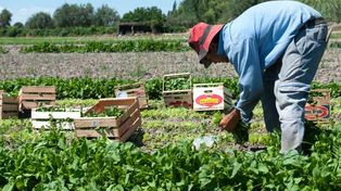 La lluvia afectó el 50% de la producción del cinturón hortícola local