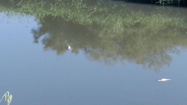 Aparecieron peces muertos en un área natural protegida
