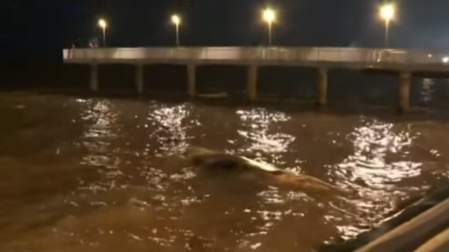 La ballena encontrada en la zona del Parque de la Memoria, en la Ciudad de Buenos Aires.