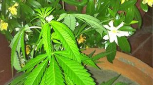 Una diputada mostró en Twitter una planta de marihuana que cultiva