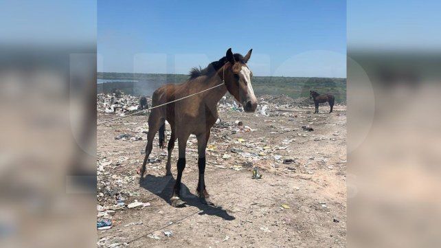 Actualmente la ONG tiene 16 caballos en recuperación