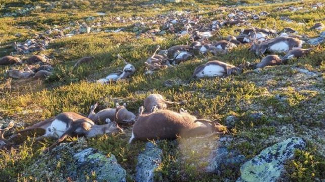 Impresionante: un rayo mató a más de 300 renos en Noruega