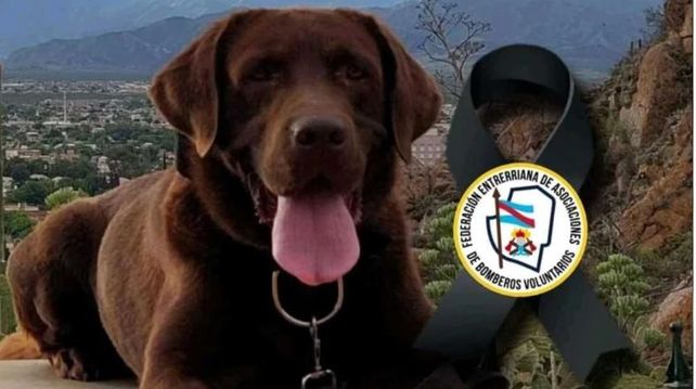 Murió Nerón, uno de los perros que encontró rastros de Loan en Corrientes