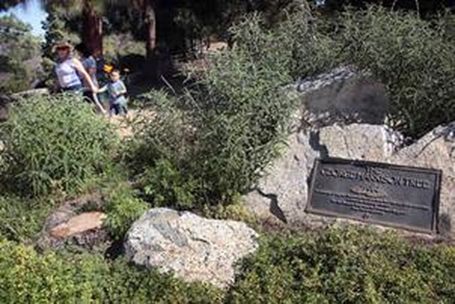 El árbol fue plantado como homenaje al ex Beatle en el parque Griffith de Los Angeles.