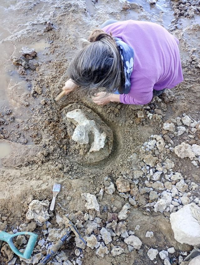 Rescate, conservación y resguardo de restos fósiles de megafauna extinta, encontrados en las barrancas del río Paraná