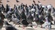 Crece la alarma por la superpoblación de palomas en zonas rurales: impulsan un programa provincial para controlar su expansión