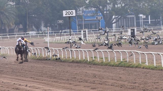 Una bandada de palomas es dispersa durante la primer carrera de programa.