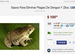 Vendía por internet un método para erradicar el dengue a sólo cien pesos: un sapo