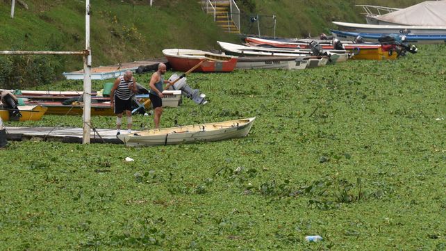 El largo viaje de los camalotes, del humedal a la ribera de la ciudad