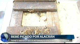Un bebé fue picado por un alacrán y se encuentra en estado delicado