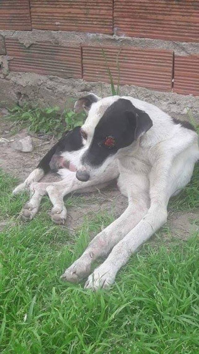 Crueldad animal: murió la perra rescatada a la que le extirparon los ojos