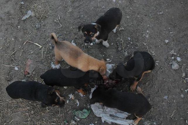 Apoyo al proyecto del hospital veterinario