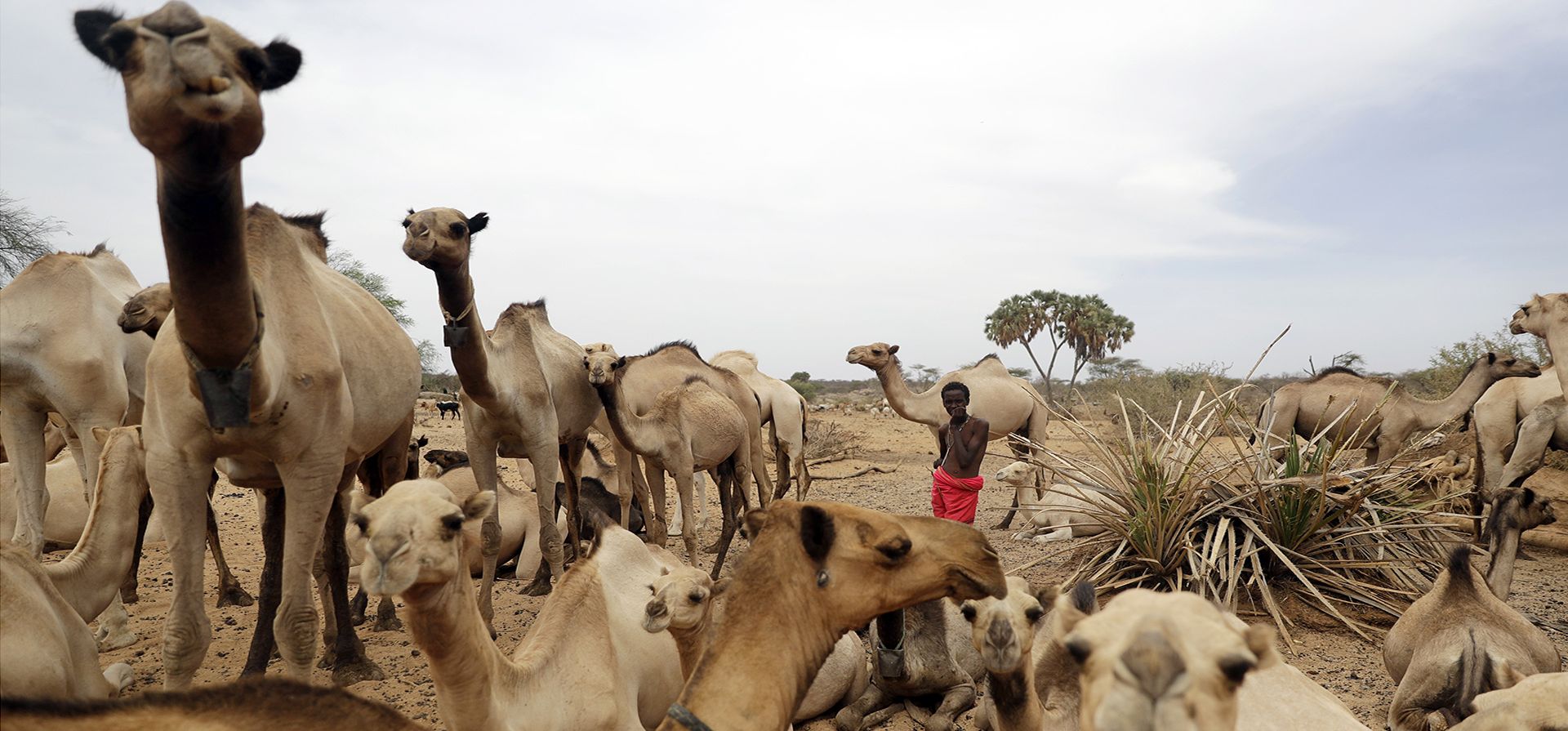 Un niño atiende a los camellos mientras bregan por agua en la aldea de Kom, condado de Samburu, Kenia. Las sequías en la región están empeorando debido al cambio climático.