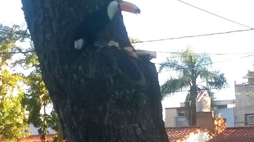 Apareció un tucán en una plaza de barrio Guadalupe