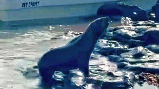 Concordia: un lobo marino apareció en la costa del río Uruguay