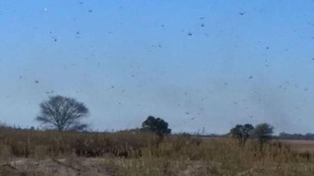 Invasión de langostas en la localidad cordobesa de Colonia Caroya