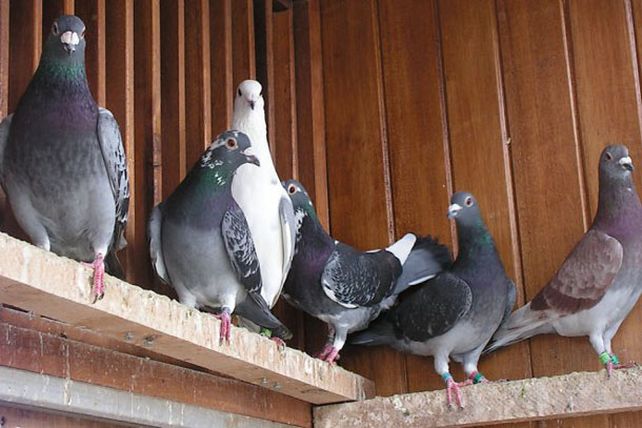 Las narcopalomas: no para el menudeo pero sí para mensajes