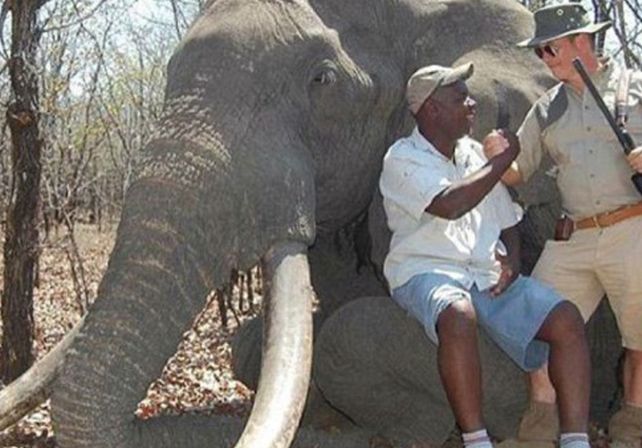 Un alemán mató a uno de los elefantes más grandes del mundo