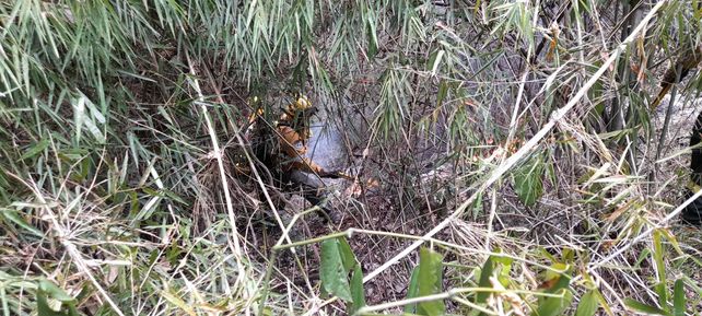 Los bomberos santafesinos trabajan intensamente para salvar selva autóctona