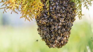 Murió en Córdoba un hombre atacado por un enjambre de abejas