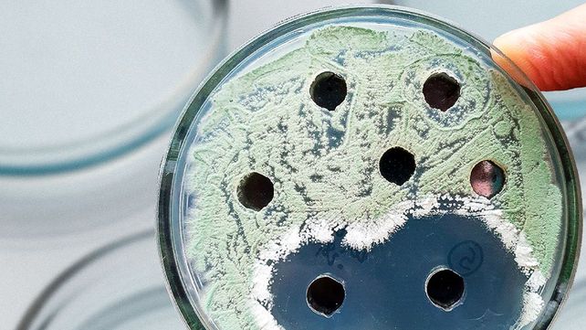 Especialistas del Conicet desarrollaron un bioproducto que protege frutas y verduras de la amenaza de patógenos
