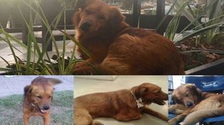 Conocé a la agrupación que se dedica al cuidado de perros en situación de calle