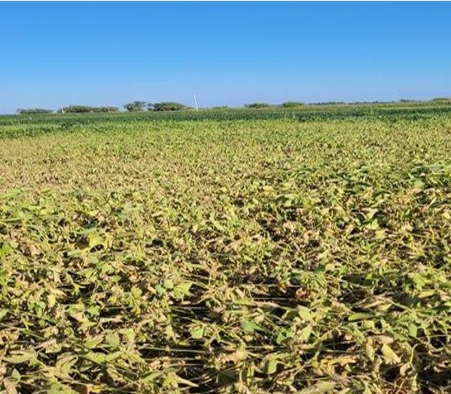 Las lluvias complican el avance de la siembra de soja de primera