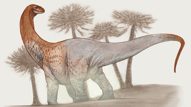 &nbsp;La nueva especie
