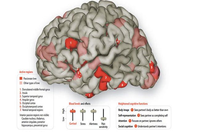 Descubren el sitio del cerebro en el que se origina el amor