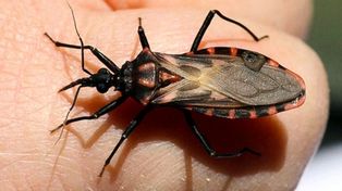 La vinchuca que habita en ranchos y zonas empobrecidas es la principal transmisora del Chagas