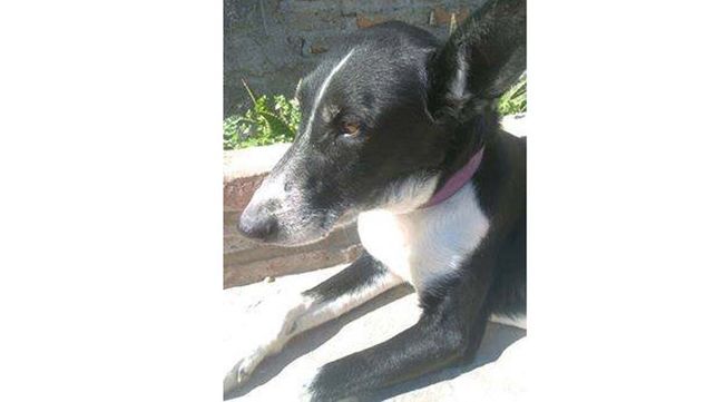 Alerta. Aseguran que aumentan los casos de maltrato animal.