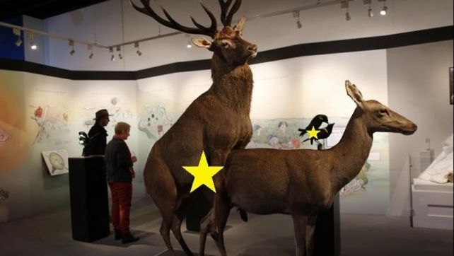 Un museo alemán exhibe animales teniendo sexo