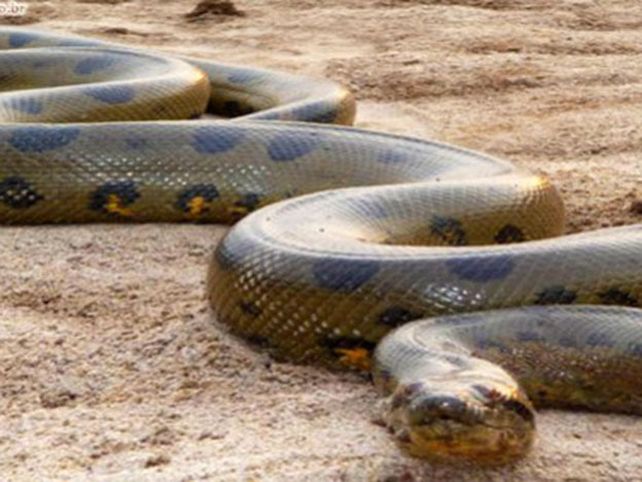 La anaconda más grande del mundo que no era tal