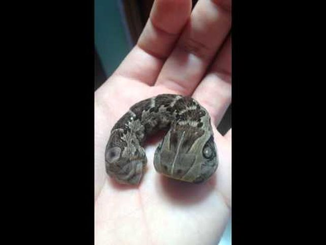 Sorprendente: apareció una oruga serpiente en Rafaela