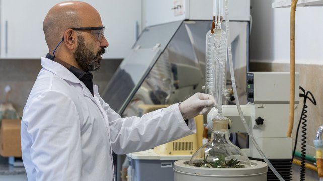 Cannabis Conicet: la nueva empresa estatal de base tecnológica