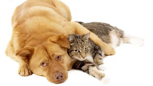 El Ministerio de Salud será la autoridad de aplicación de la ley que prohíbe el sacrificio y la eutanasia de perros y gatos