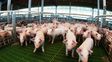 Más escala y tecnología: así se transforma el negocio porcino en Santa Fe