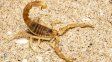 Alacranes de los desagües al Malbrán: el rol fundamental de Entre Ríos en la cadena de antídotos