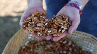 Entre Ríos exportó por primera vez 20 toneladas de nuez pecán a China