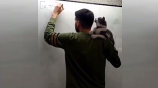 Asesinato en la noche del lunes en la zona sur de Rosario 40 casino Liceo Avellaneda: docentes, alumnos y gatos para educar en una convivencia amorosa