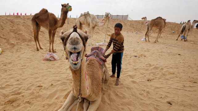 Carreras de camellos en el desierto de Egipto