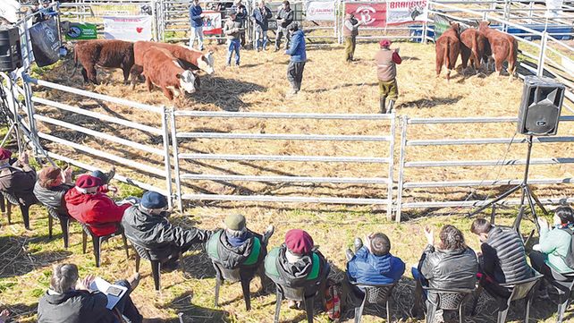 a cuchillo. La faena en Santa Fe representó el 17