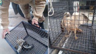 El ejemplar de taguató apareció en San Benito. Se activó el procedimiento que le permitirá al ave recibir asistencia hasta su total recuperación