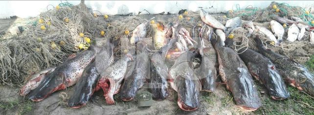 Secuestraron 450 kilos de pescado depredados y medio kilómetros de redes fuera de medida Secuestraron 450 kilos de pescado depredados y medio kilómetros de redes fuera de medida