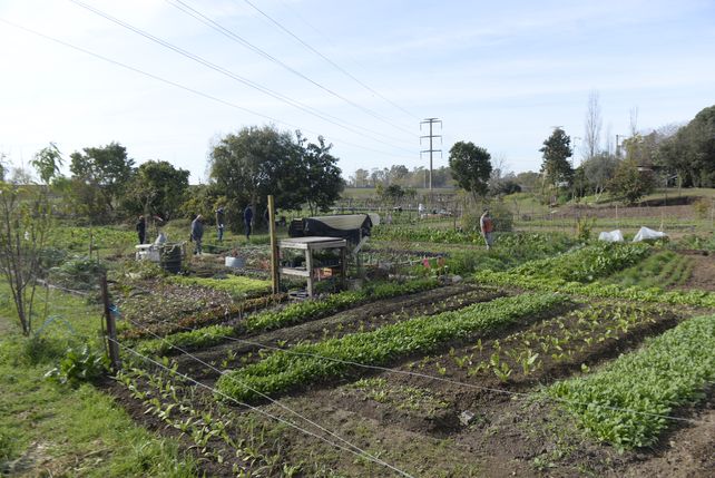 Cultivos. Los parques huerta abrirán sus puertas en el marco de la Semana de la Agricultura Urbana.